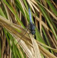 Image of blue marsh hawk