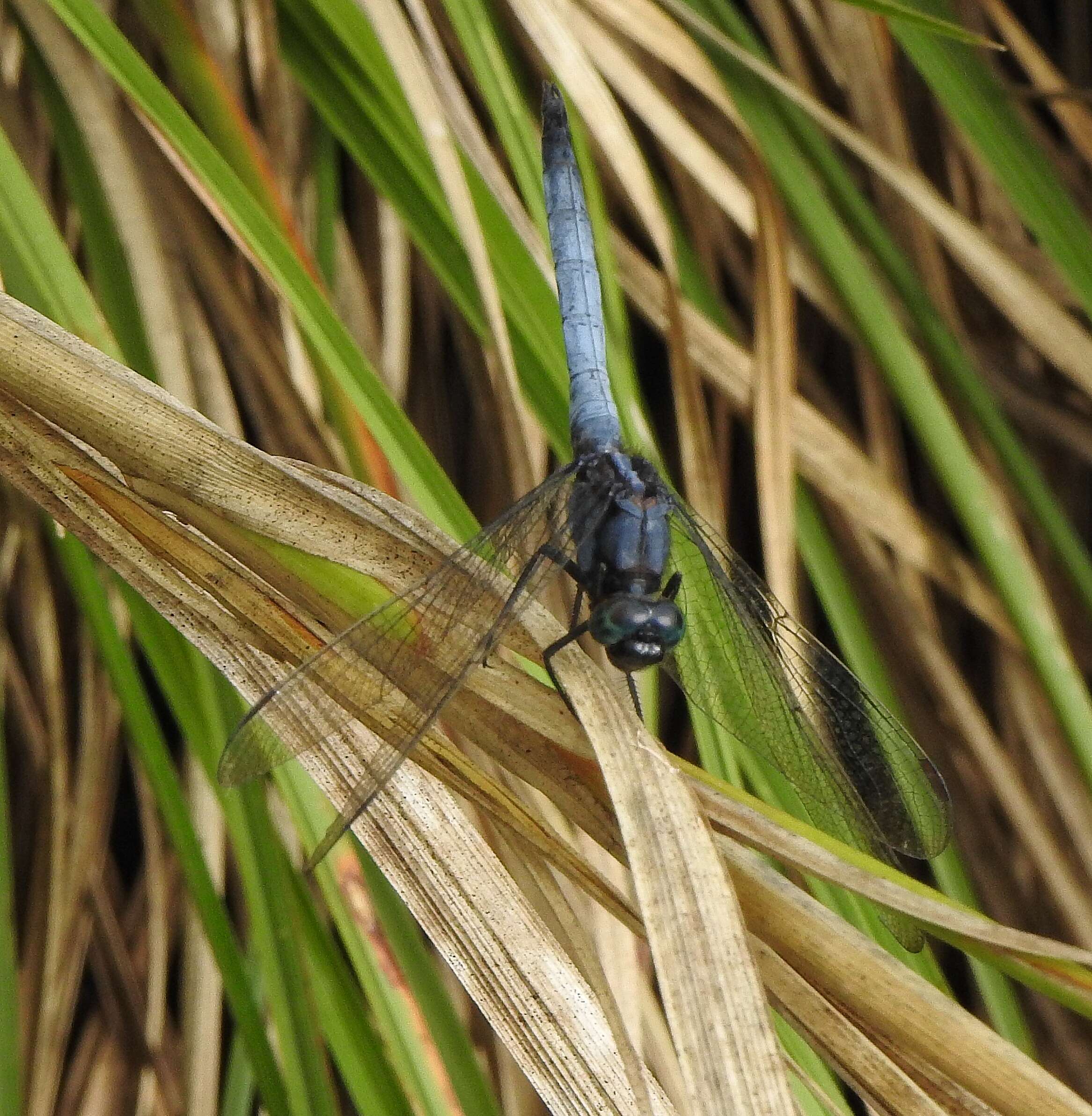 Image of blue marsh hawk