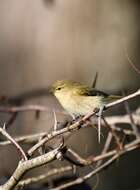 Image of Common Chiffchaff