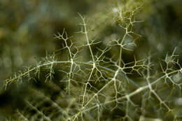 Image of fennel