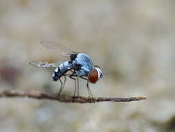 Image of quasimodo flies