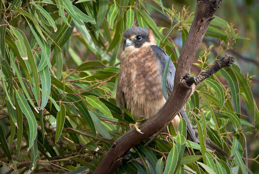 Image of Australian Hobby