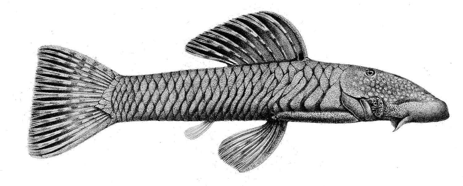 Image of Chaetostoma anomalum Regan 1903