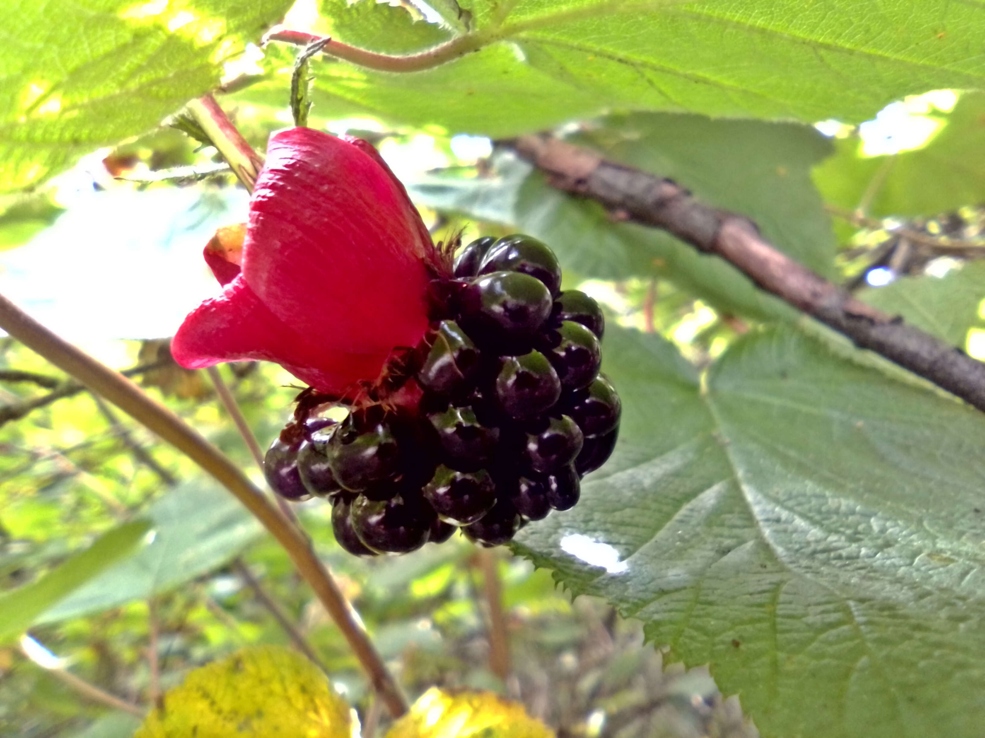 Image of delicious raspberry