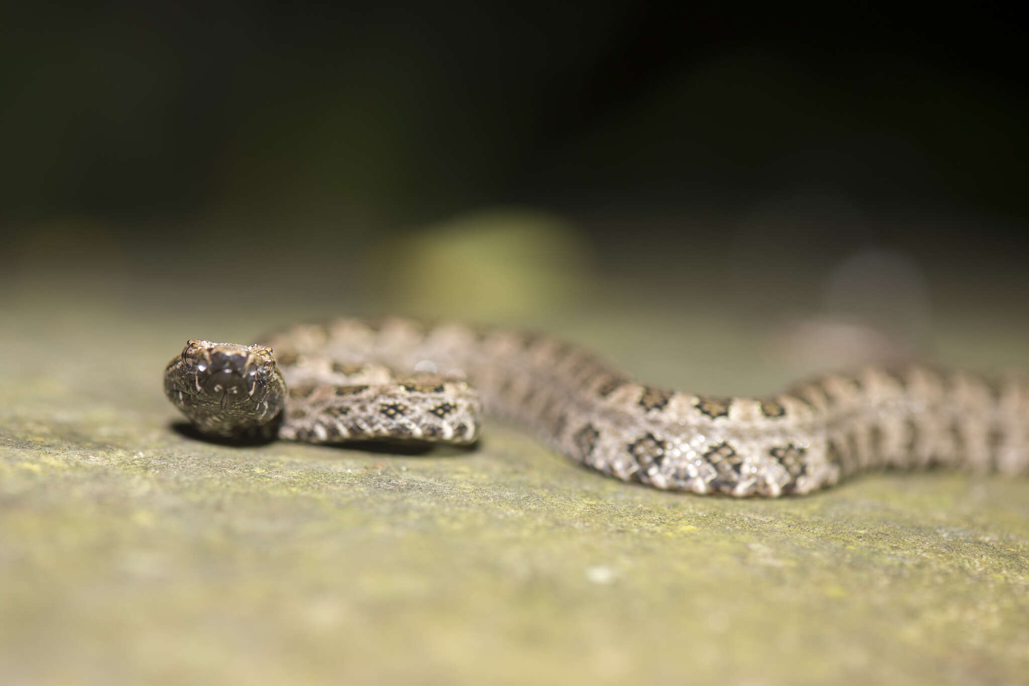 صورة Protobothrops mucrosquamatus (Cantor 1839)