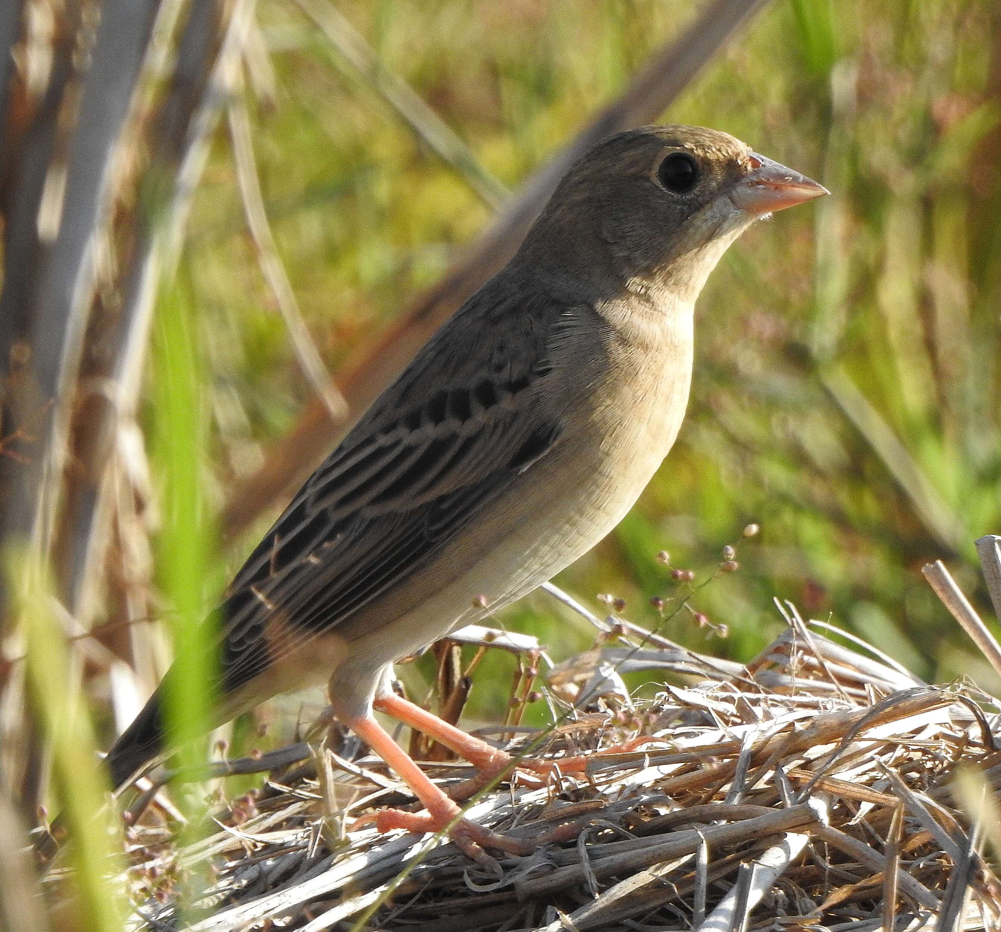 Image of Brown-headed Bunting