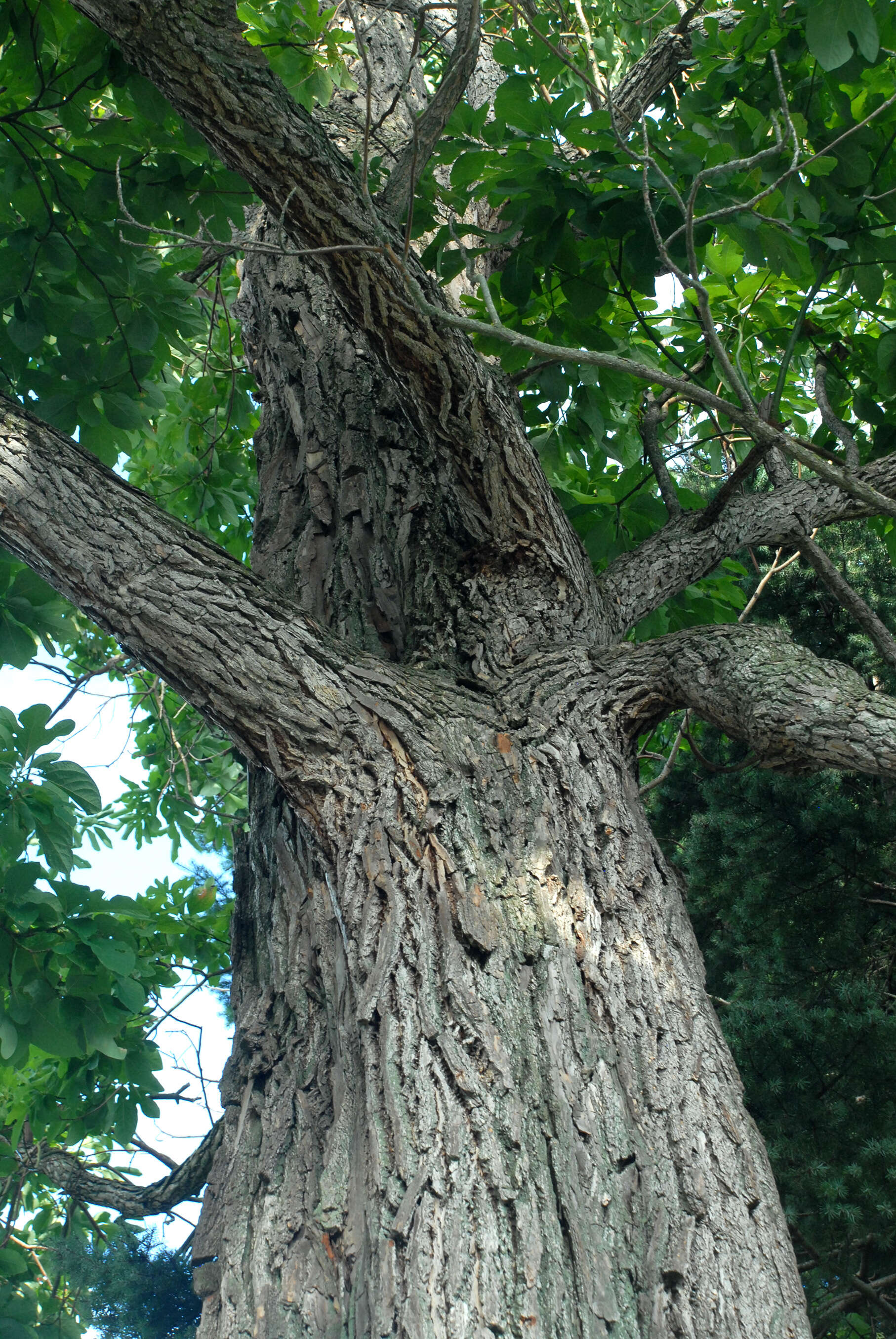 Image of Mitten tree