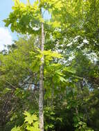 Image of Norway Maple