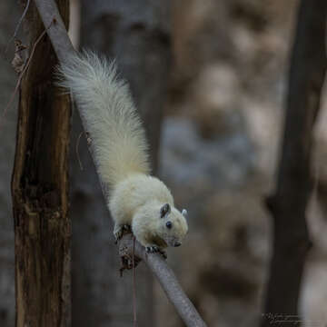 Image of Finlayson’s Squirrel