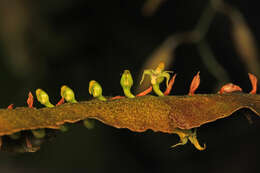 Image of Bulbophyllum maximum (Lindl.) Rchb. fil.