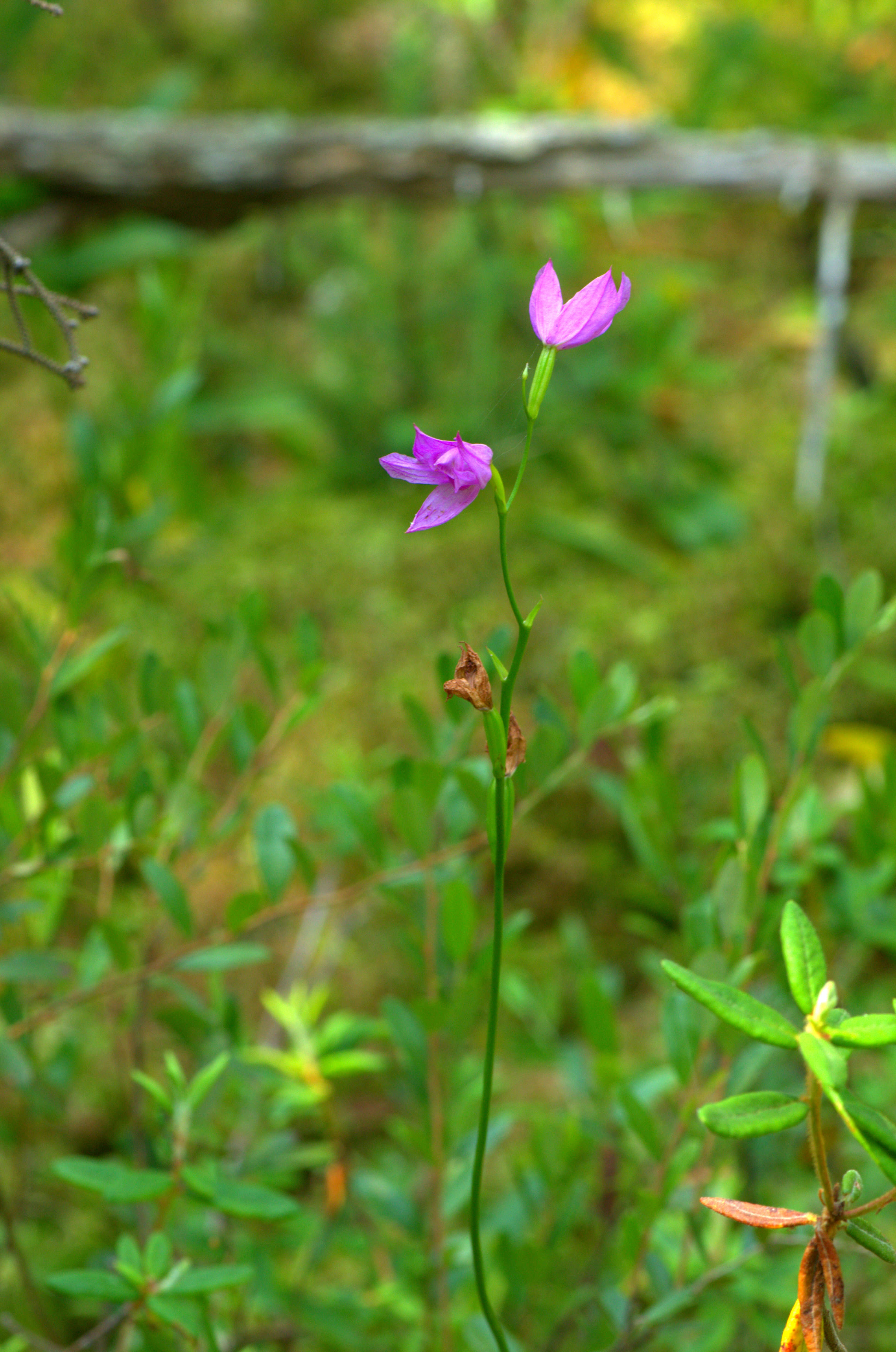 Image of tuberous grasspink