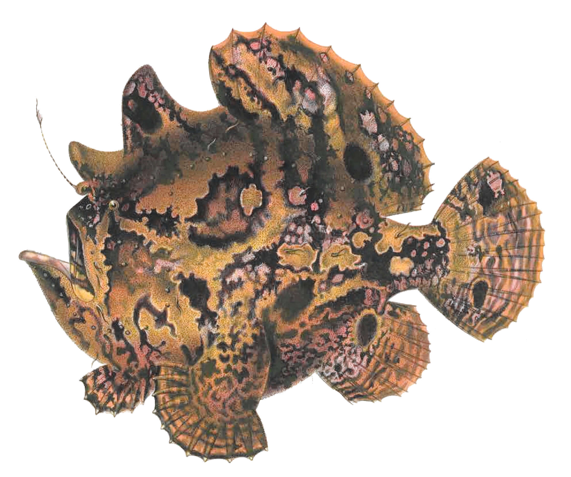 Image of Antennarius