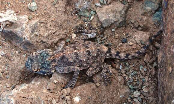 Image of Anchieta's Agama