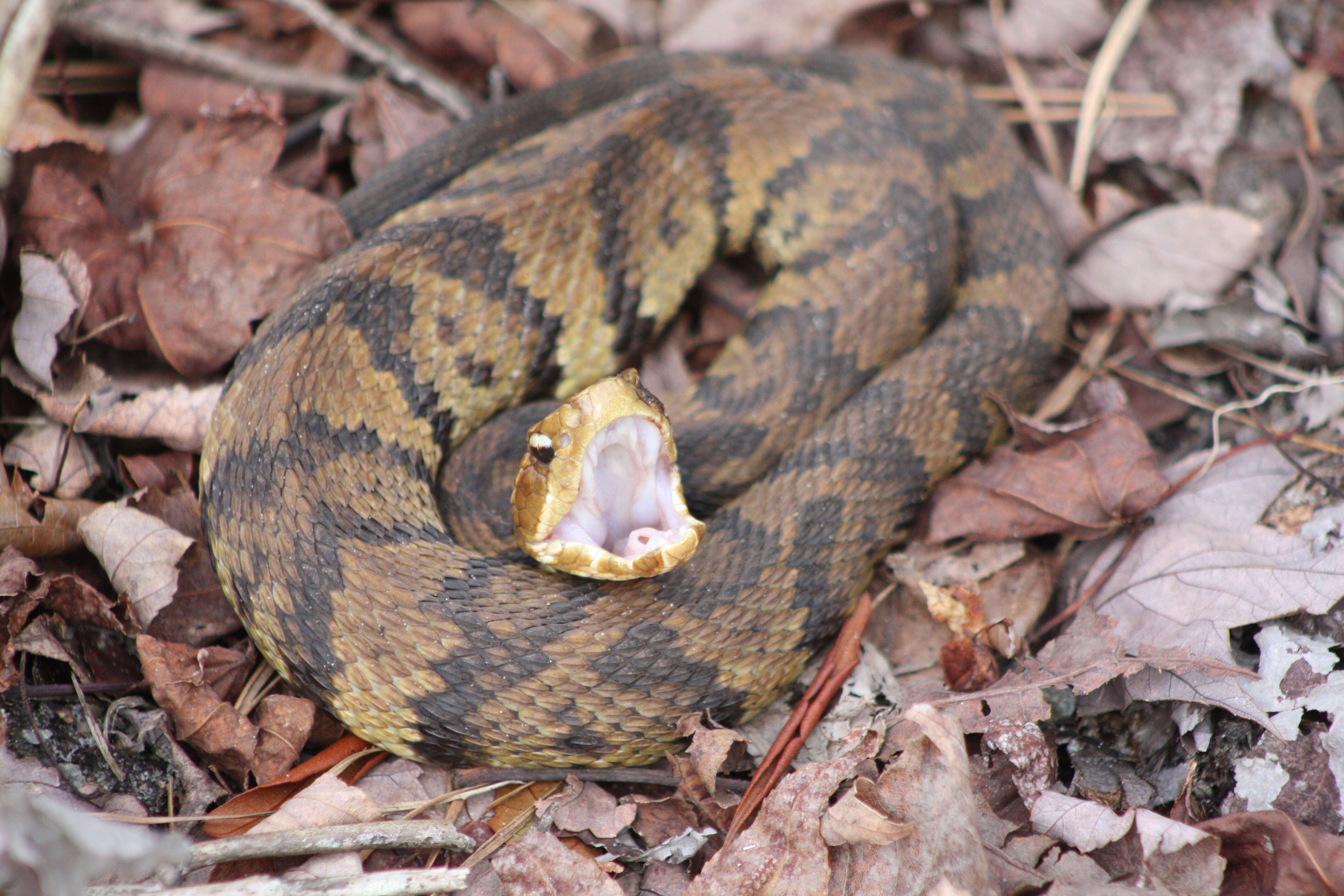 Image of Cottonmouth