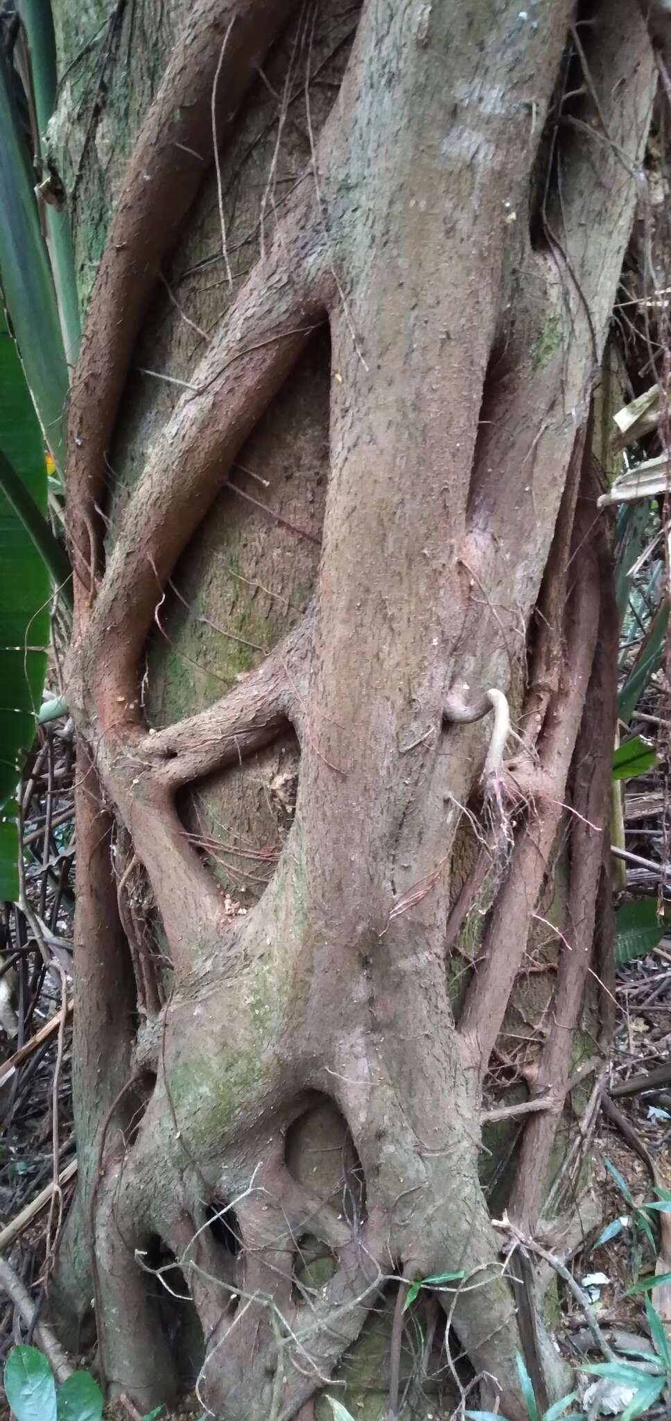 Image of Bark Cloth Fig