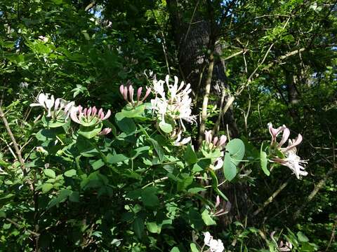 Image of Italian Honeysuckle