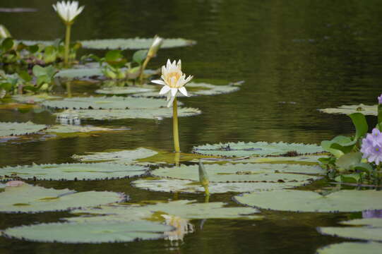 Image de Nymphaea ampla (Salisb.) DC.