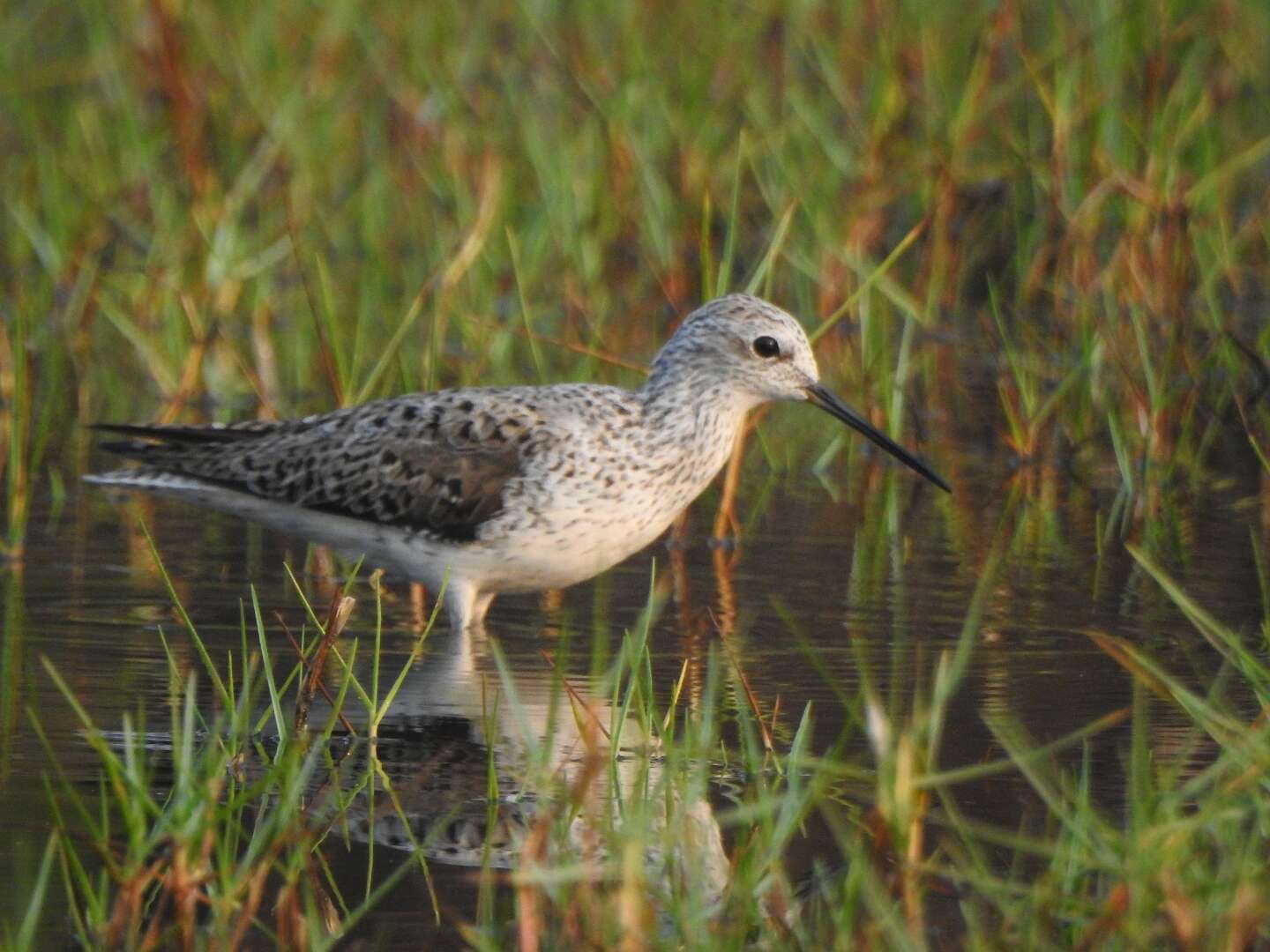 Image of Marsh Sandpiper