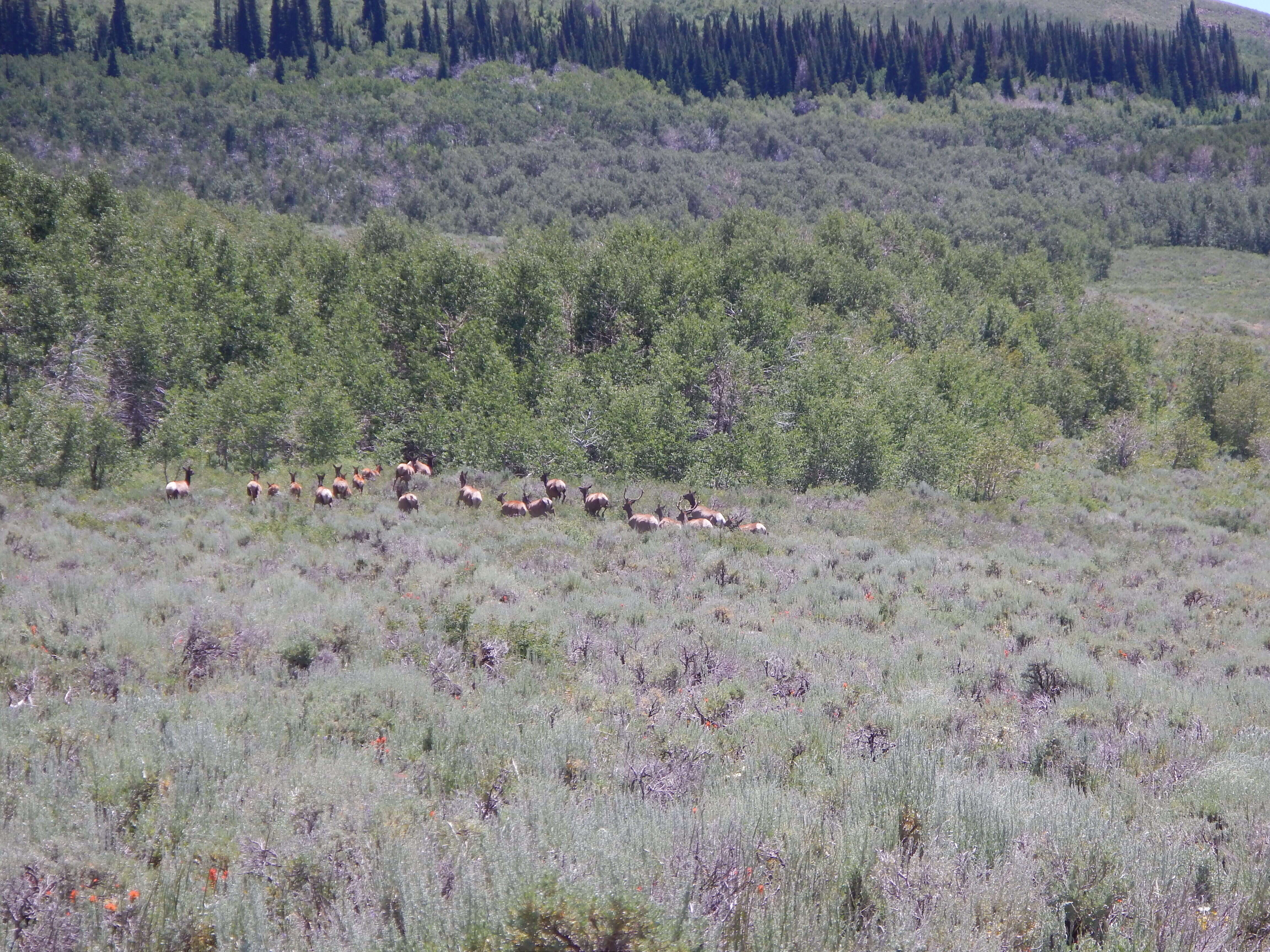 Image of quaking aspen