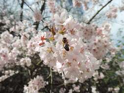 Plancia ëd Prunus subhirtella Miq.