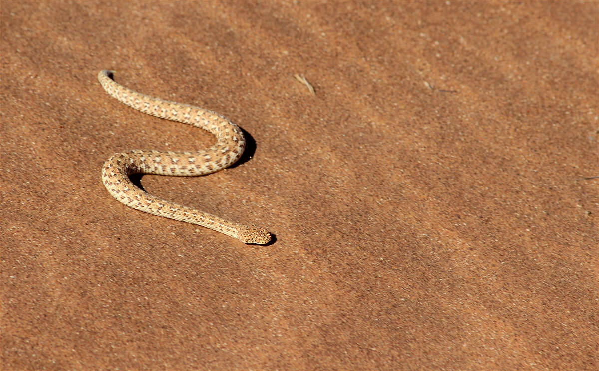 Image of Dwarf Puff Adder