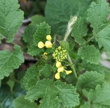 Image of charlock mustard