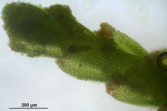 Image of Neoorthocaulis attenuatus (Mart.) L. Söderstr., De Roo & Hedd.