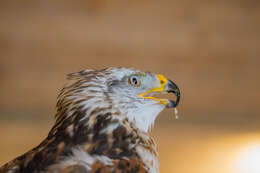 Image of Common Buzzard