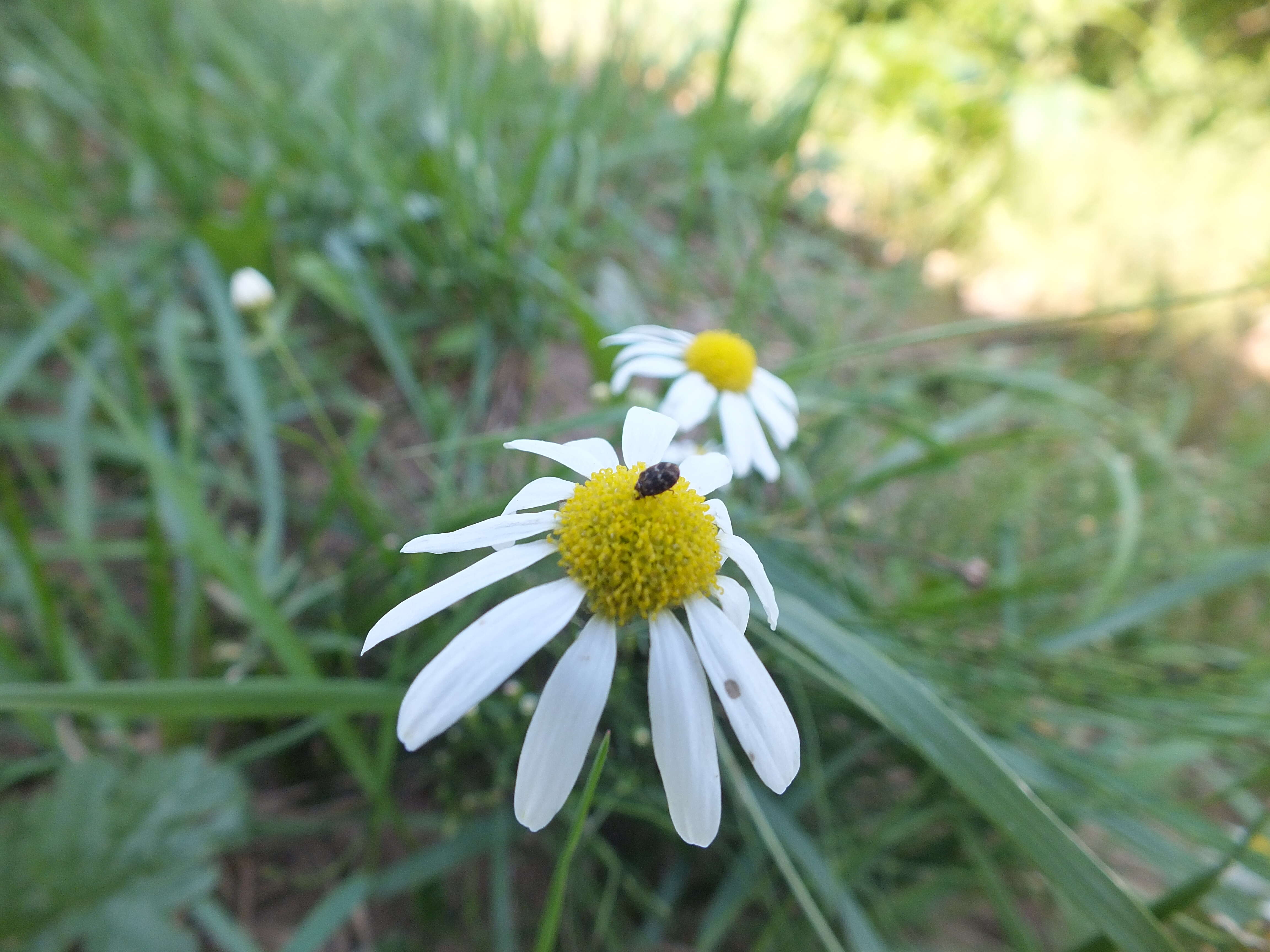 Слика од Leucanthemum vulgare Lam.