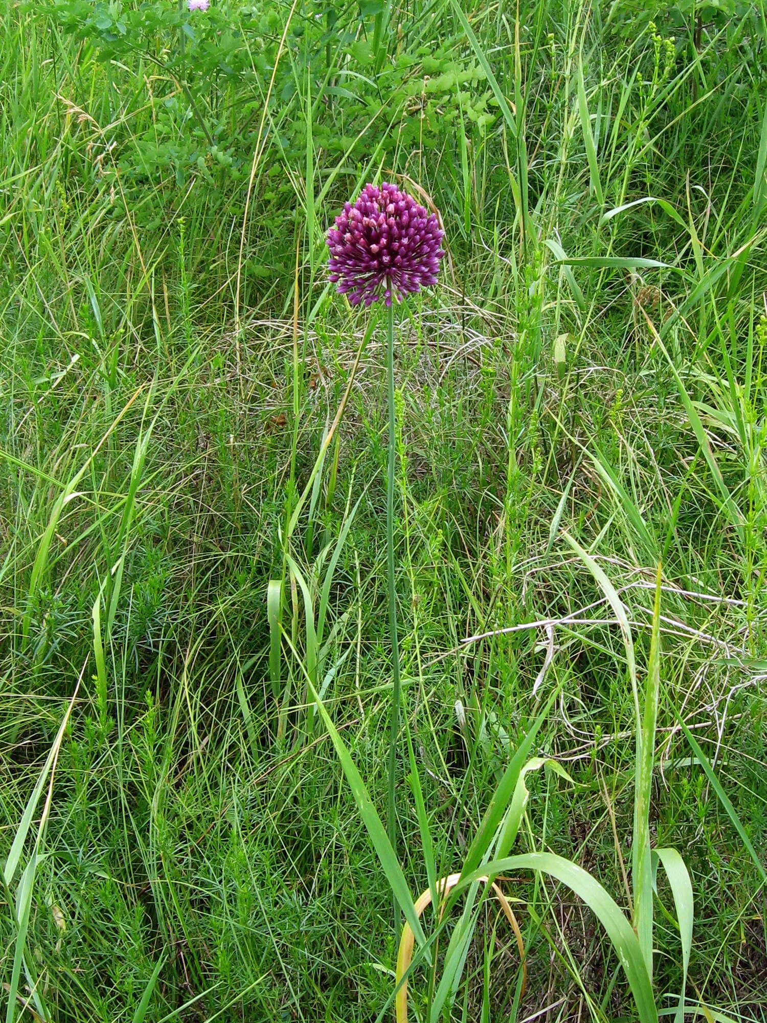 Image of sand leek