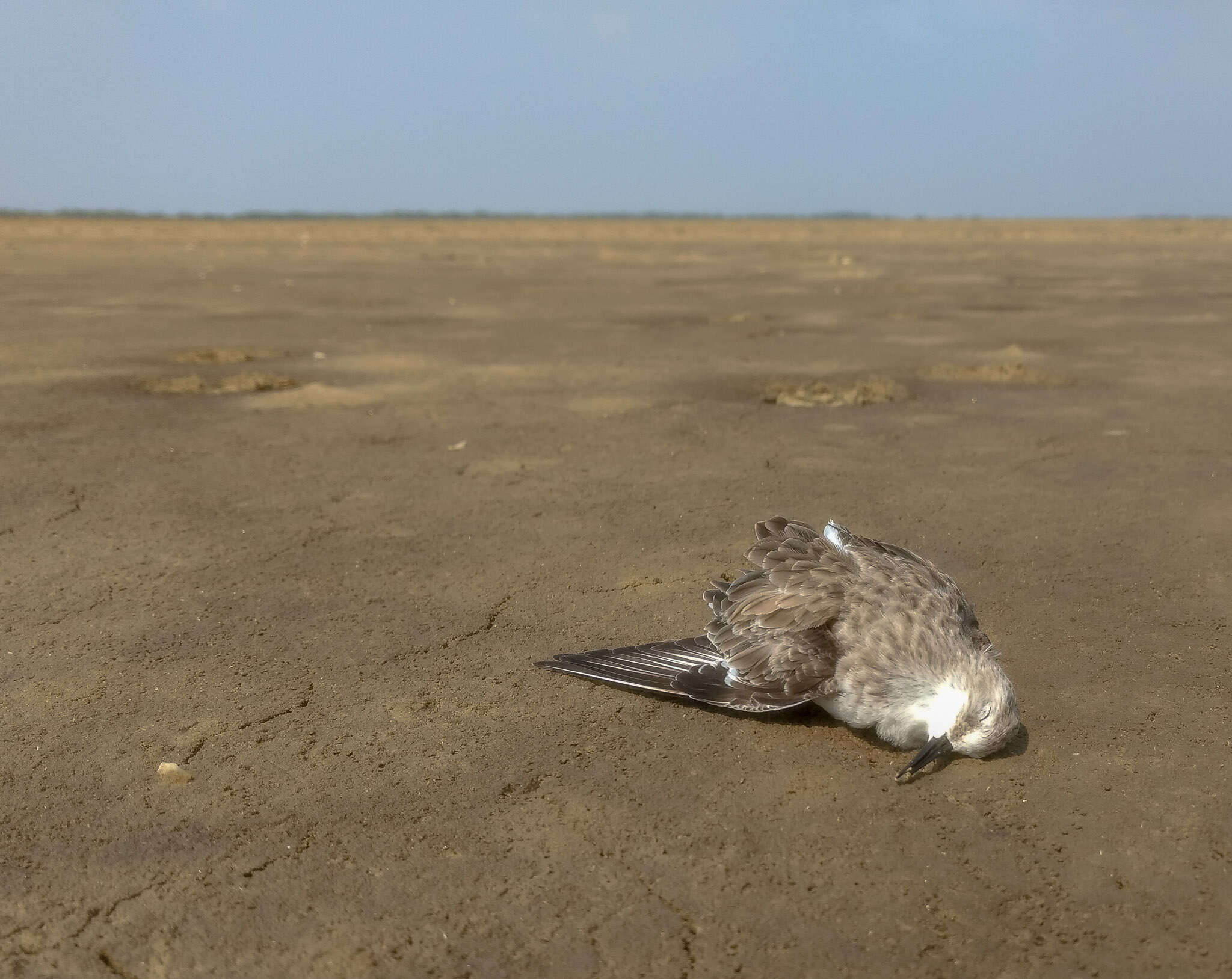 Imagem de Calidris minuta (Leisler 1812)