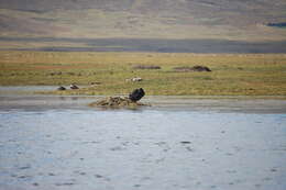 Image of Giant Coot