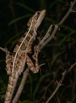 Image of Brown Basilisk