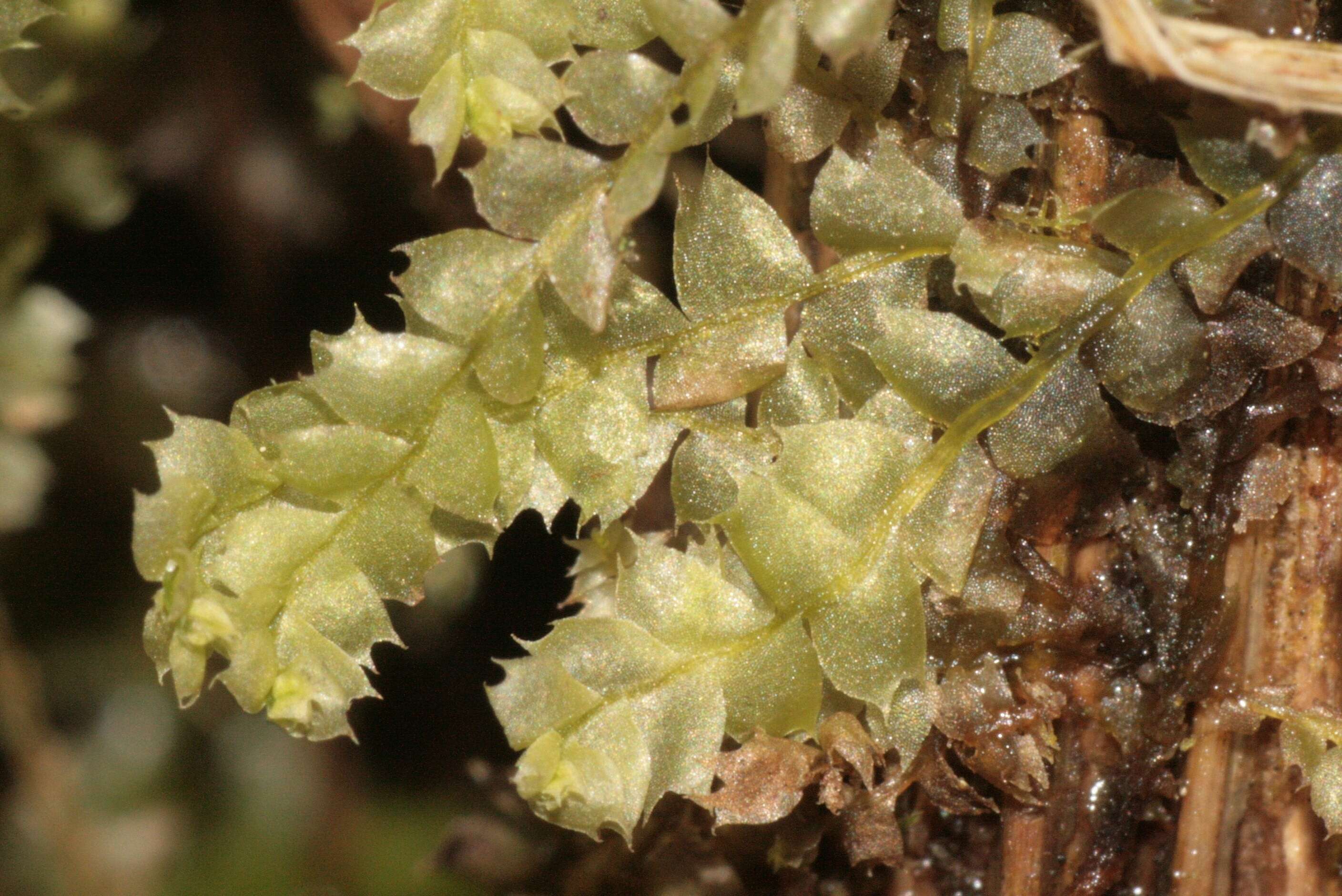 Image of Bifid Crestwort