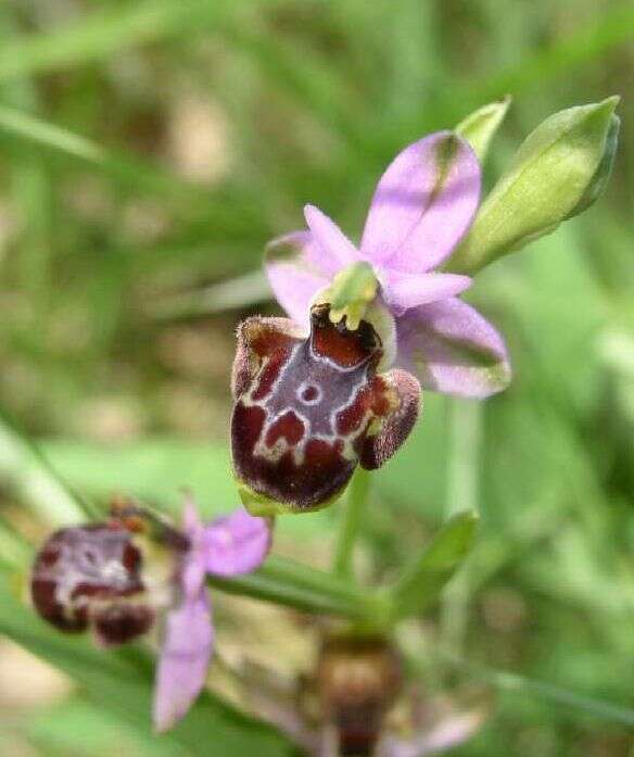 Image of Ophrys holosericea