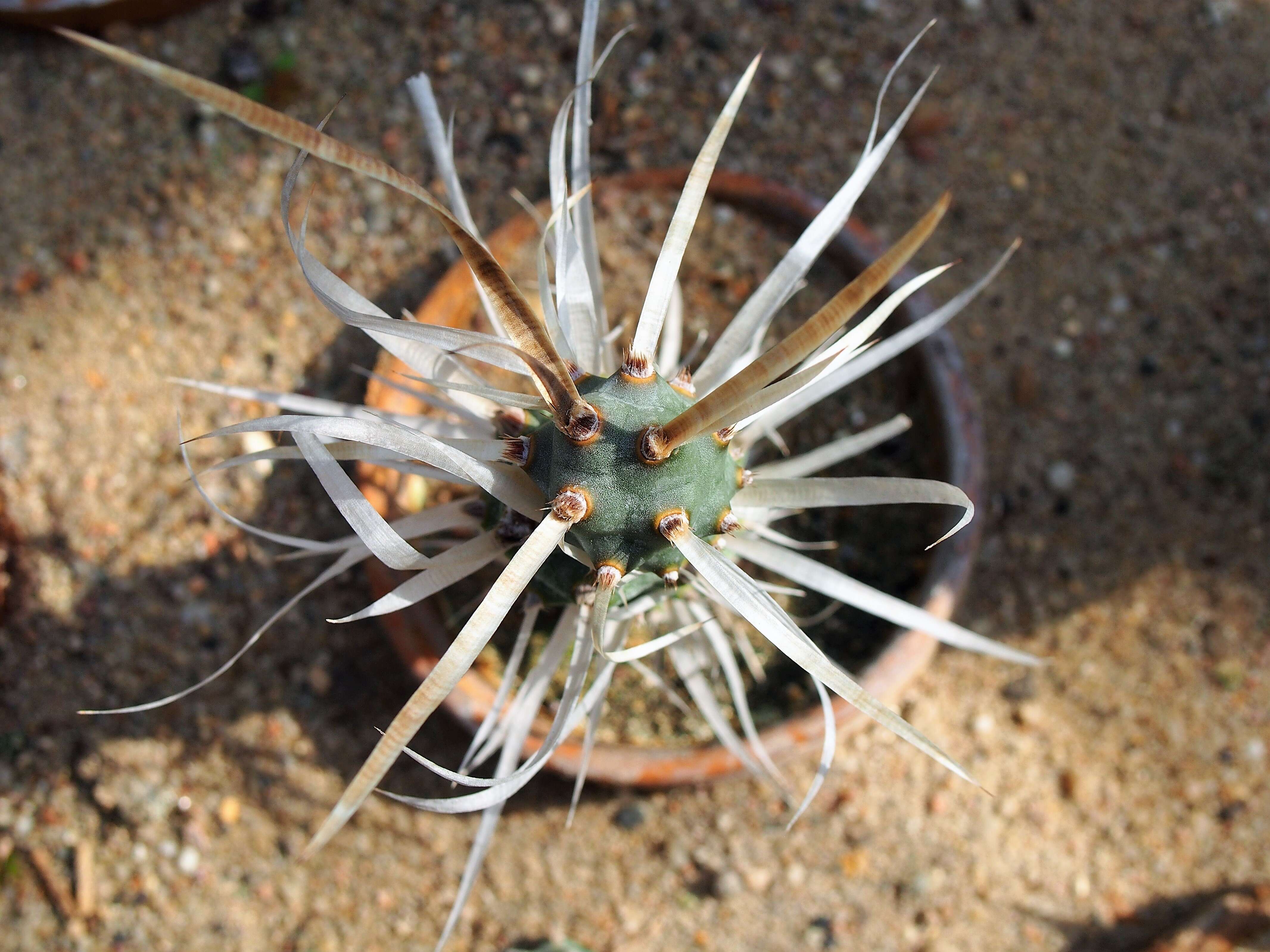 Image of Tephrocactus articulatus