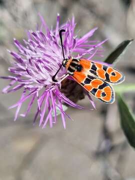 Image of Zygaena fausta Linnaeus 1767