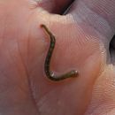 Image of common fish leech