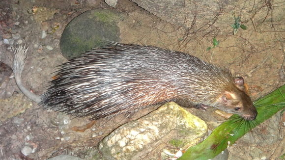 Image of Asiatic brush-tailed porcupine