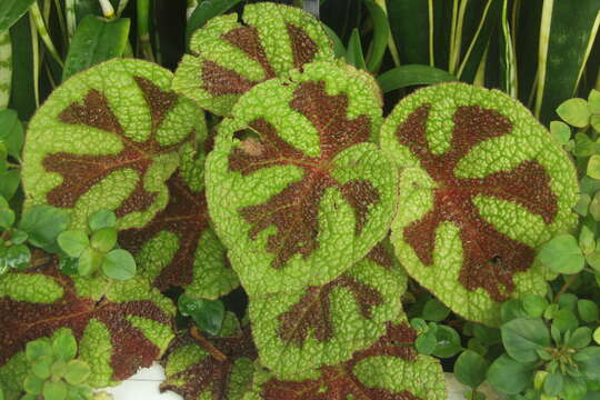 Image of Begonia masoniana Irmsch. ex Ziesenh.