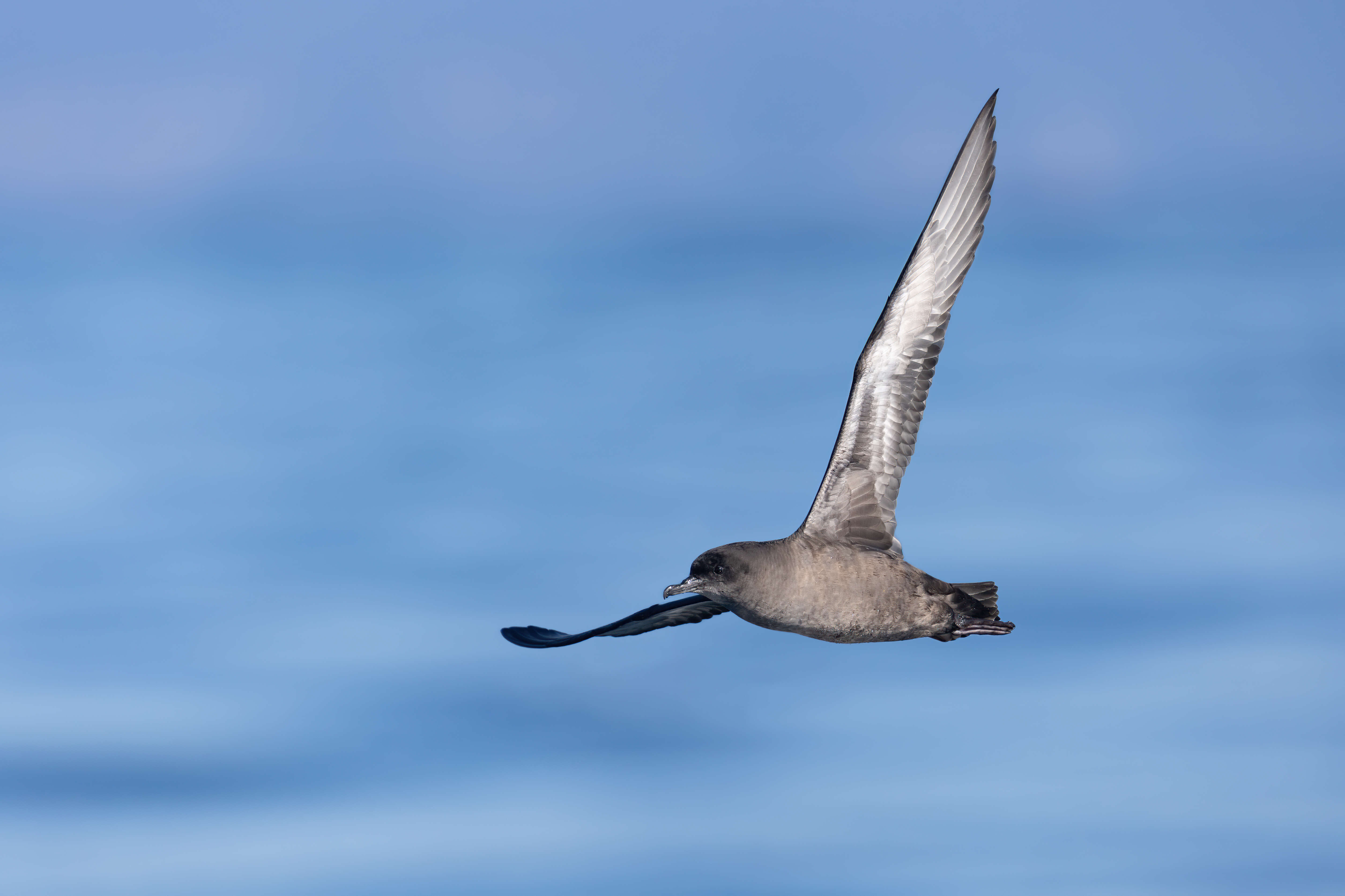 Image of Short-tailed Shearwater