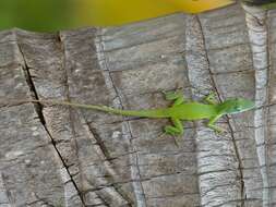 Image of Cuban green anole