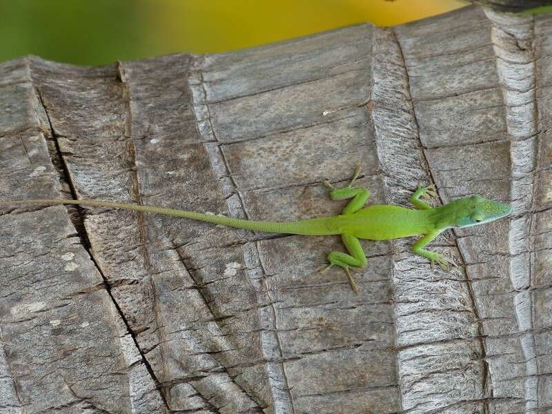 Image of Cuban green anole