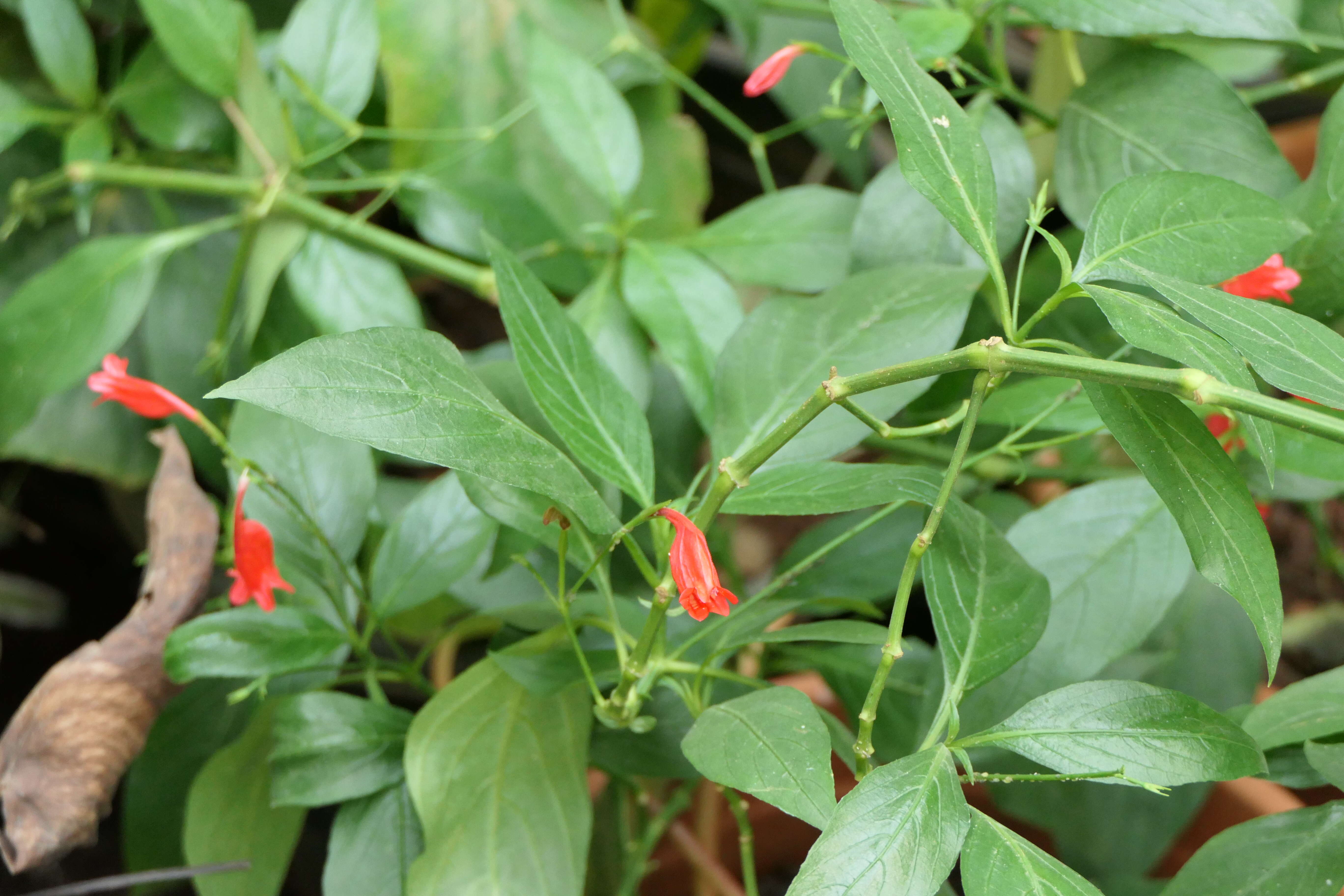 Image of tropical wild petunia