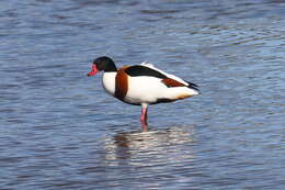 Image of shelduck, common shelduck