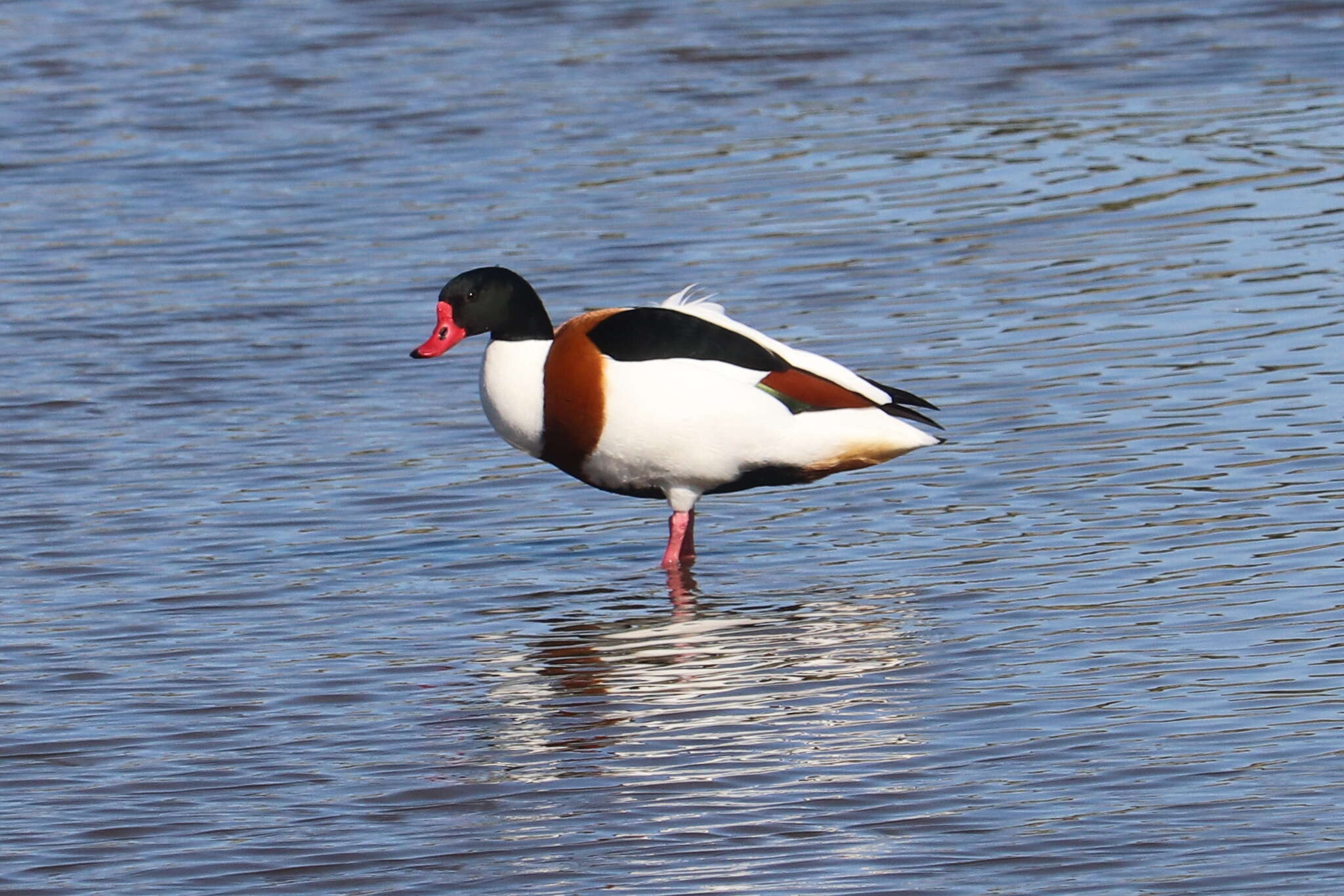 Image of shelduck, common shelduck