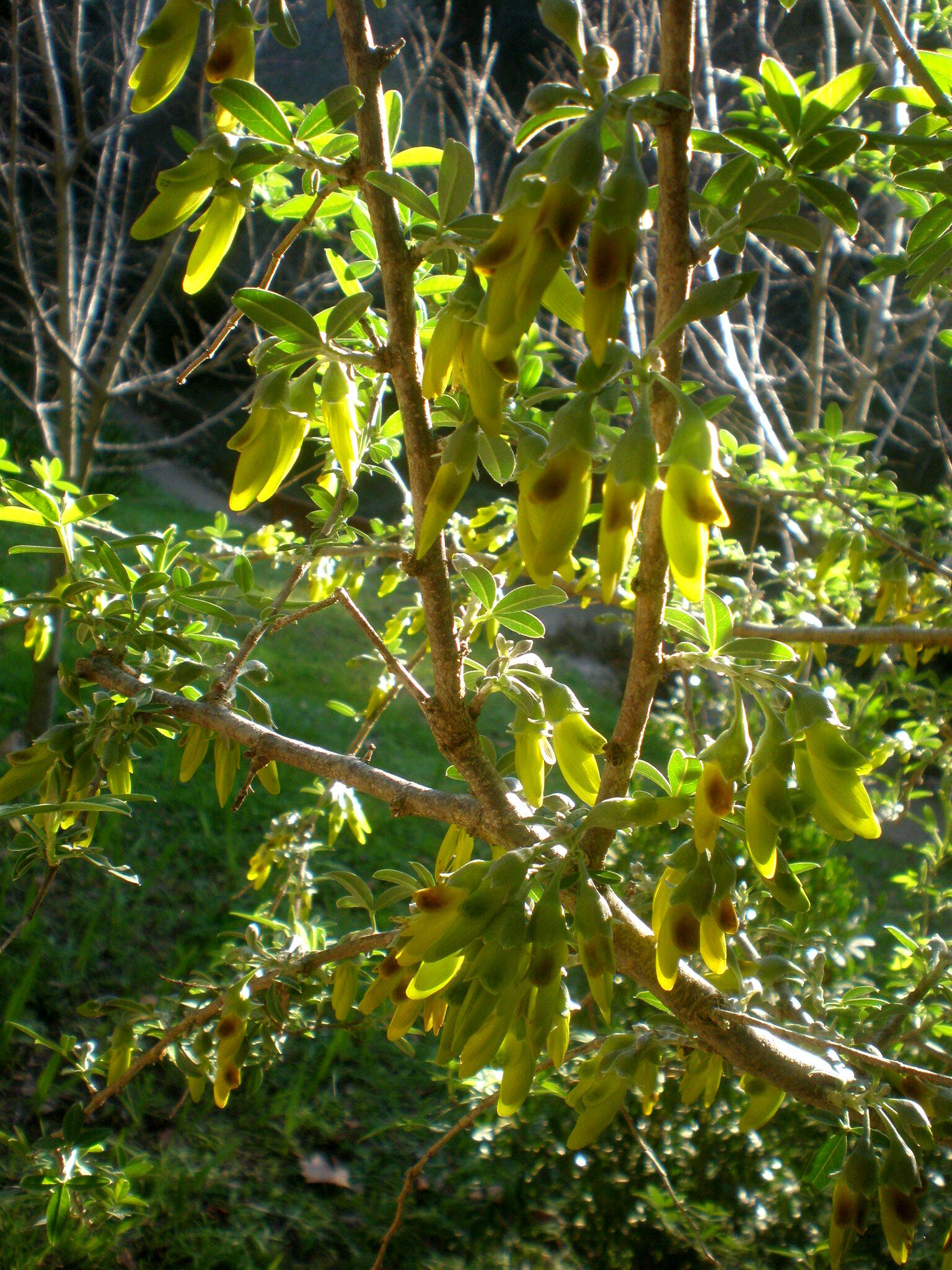 Image of Anagyris foetida L.