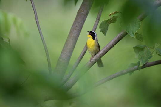 Geothlypis trichas (Linnaeus 1766) resmi