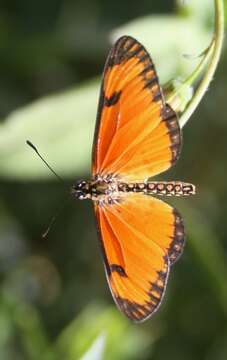 Image of Acraea eponina Cramer 1780