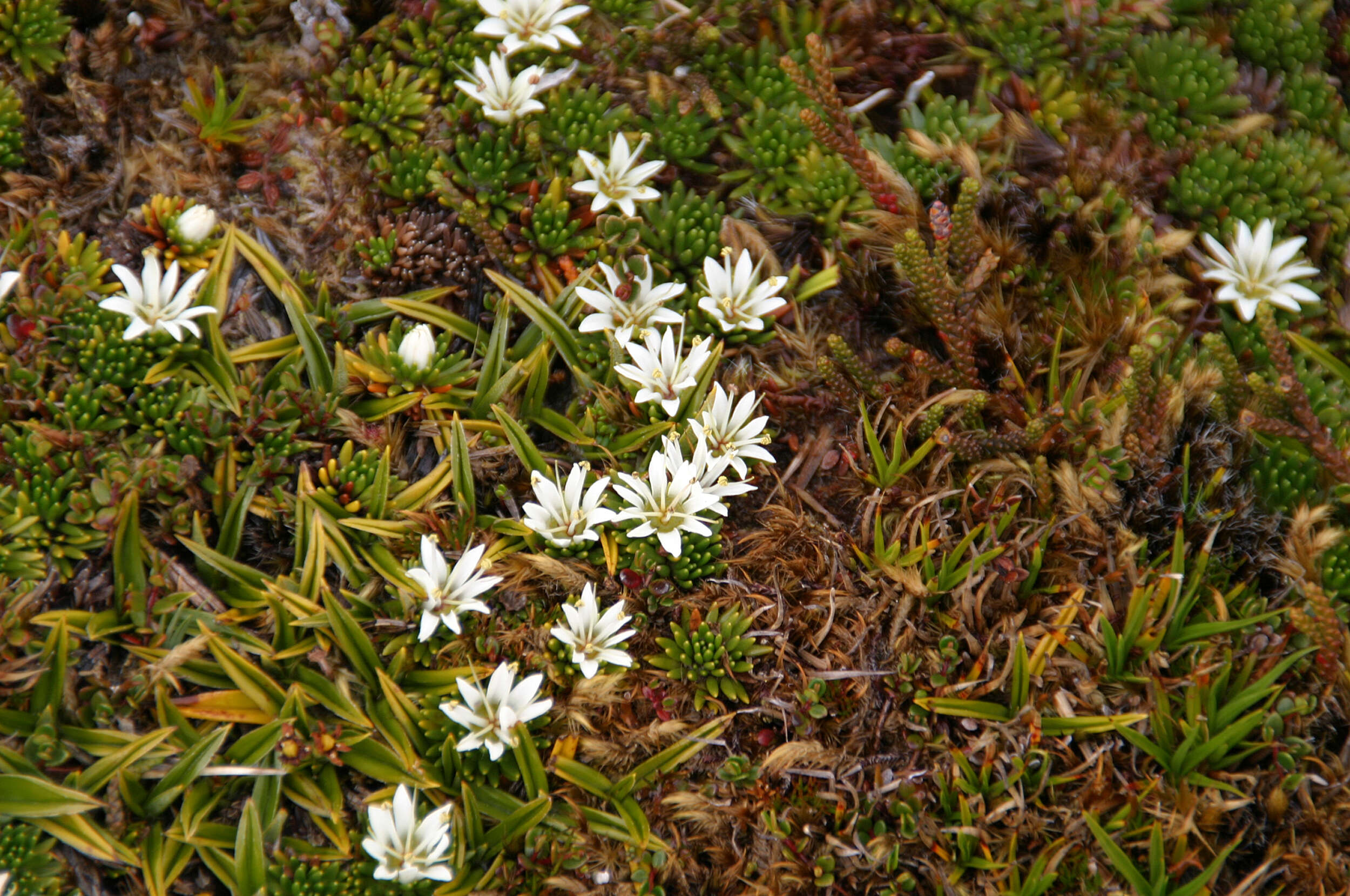 Image of Chiliotrichum diffusum (Forst. fil.) Kuntze